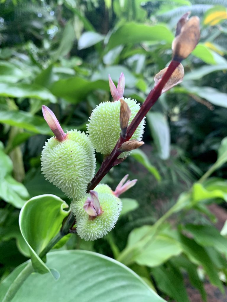 Botanischer Garten Amsterdam - Hortus Botanicus